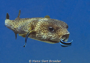 Porcupine- and cleanerfish
Bunaken,Sulawesi,Indonesia, B... by Hans-Gert Broeder 